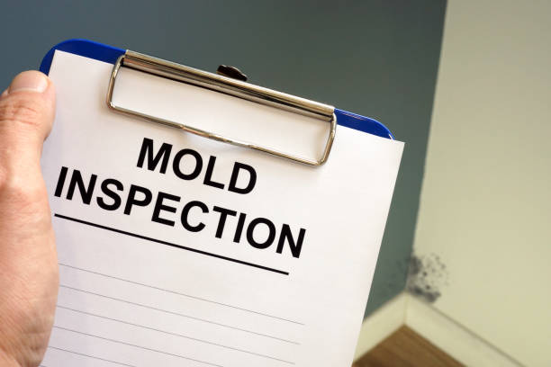 Environmental Consulting for Mold Prevention